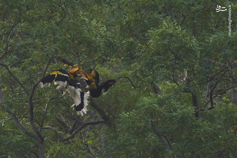 عکس/ آیا تابحال "نوک شاخ" دیده بودید؟