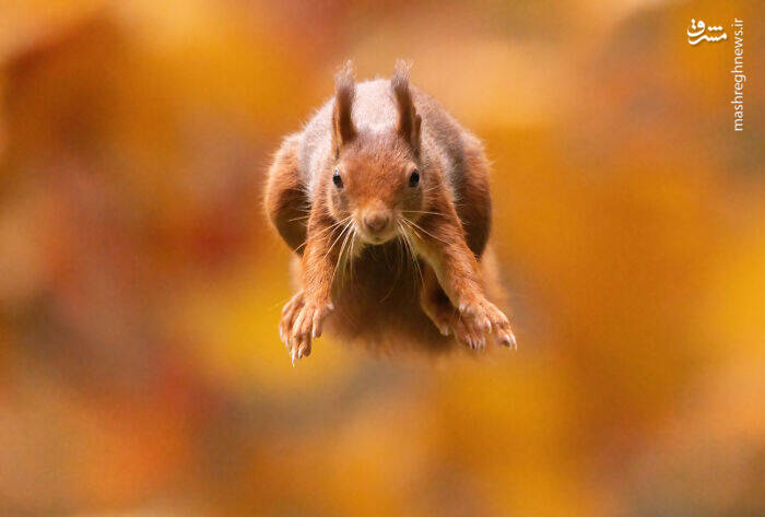 عکس/ سنجاب ژیمناستیک کار!