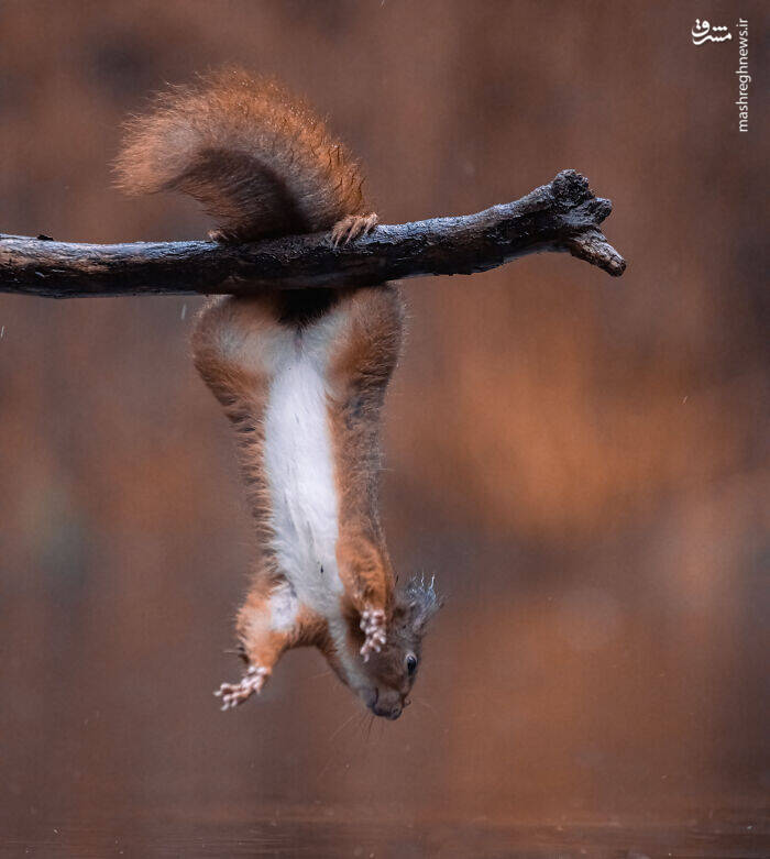 عکس/ سنجاب ژیمناستیک کار!