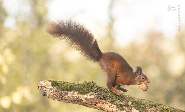 عکس/ سنجاب ژیمناستیک کار!