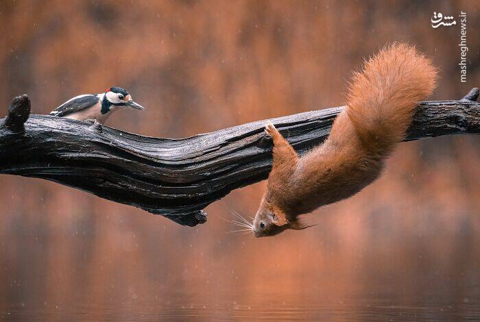 عکس/ سنجاب ژیمناستیک کار!