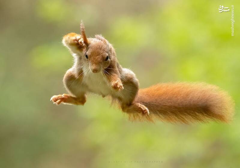 عکس/ سنجاب ژیمناستیک کار!