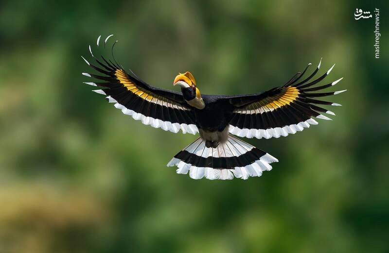 عکس/ آیا تابحال "نوک شاخ" دیده بودید؟