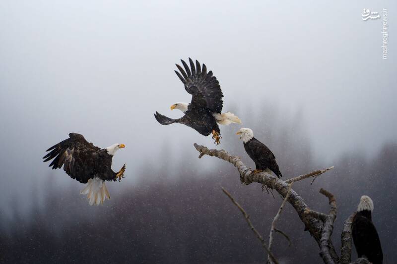 این تصویر با عنوان «رقص عقاب‌ها»، انتخاب شده از میان ۵۰۰۰ عکس بوده است، در این تصویر دو عقاب سرسفید را در حال پرواز نشان می‌دهد که برای یک سکوی استراتژیک می‌جنگند تا بتوانند ماهی قزل آلا را شکار کنند. عکاس این تصویر "کارتیک سوبرامانیام" است.