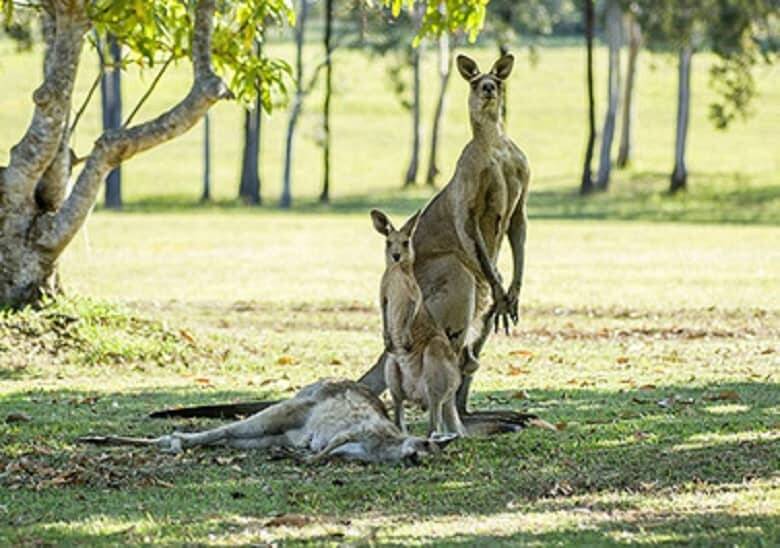 تصاویر بسیار غمانگیز از سوگواری یک کانگورو برای جفت بیجانش