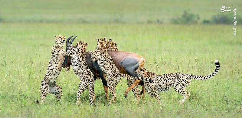 شکار دسته جمعی بز کوهی توسط یوزپلنگها درحیات وحش کنیا