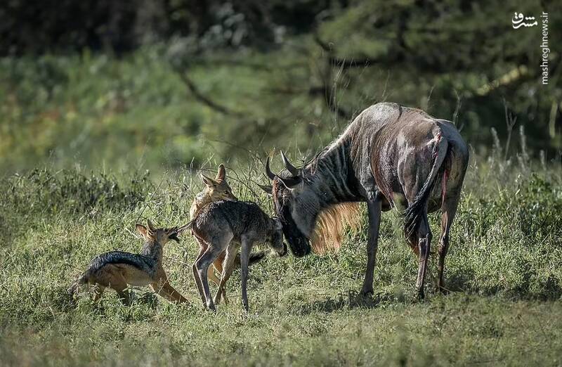 یک گوساله تازه متولد شده برای زنده ماندن در حالی که توسط دو شغال مورد حمله قرار گرفته، مبارزه می کند. خوشبختانه داستان پایان خوشی دارد. عکاس می گوید: "این بار مادر و نوزادش به لطف همکاری متقابل موفق شدند از خود دفاع کنند.