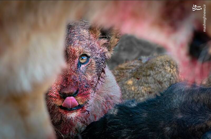 تصویری از یک توله شیر بعد از شکار در حیات وحش بوتسوانا