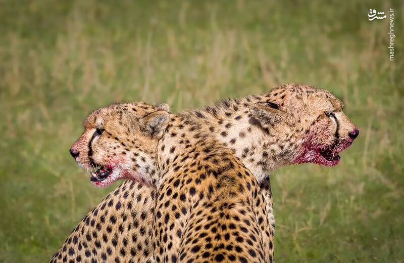 یک جفت یوزپلنگ در منطقه حفاظت شده ملی ماسای مارا در کنیا