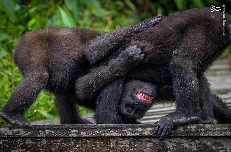 کشتی گرفتن دو بچه گوریل در حیات وحش کنگو