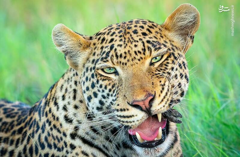 تصویری دیدنی از یک پلنگ با چشمان سبز نافذ در حال بلعیدن یک خوکچه کوچک از "سر تا سم" این عکس در دلتای اوکاوانگو در بوتسوانا گرفته شده است.