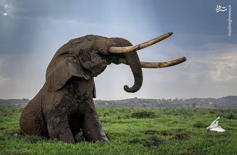 تلاش یک فیل برای بیرون آمدن از یک چاله در حیات وحش کنیا