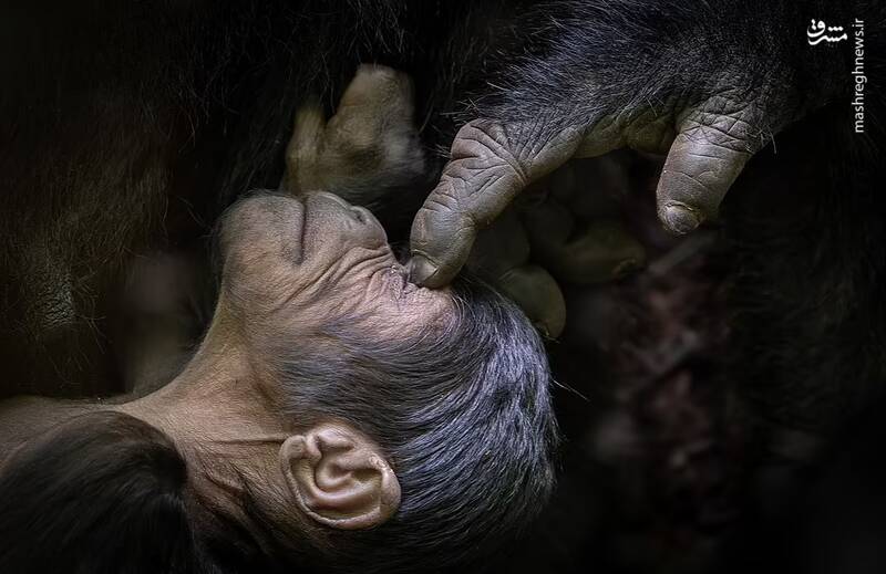 یک گوریل هفت روزه که روی سینه مادرش در حیات وحش اوگاندا آرام گرفته است.