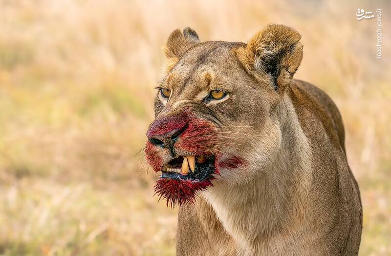 چهره خشمگین یک شیر ماده بعد از شکار در حیات وحش بوتسوانا را می‌بینید. عکاس می‌گوید: عمدتا شیرهای ماده وظیفه شکار را بر عهده دارند.