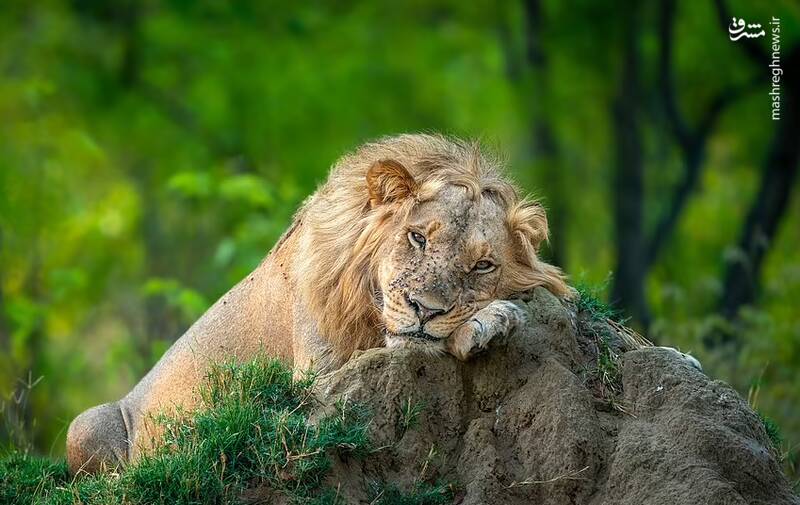 جولان مگسها روی صورت شیر تنبل - حیات وحش زیمباوه