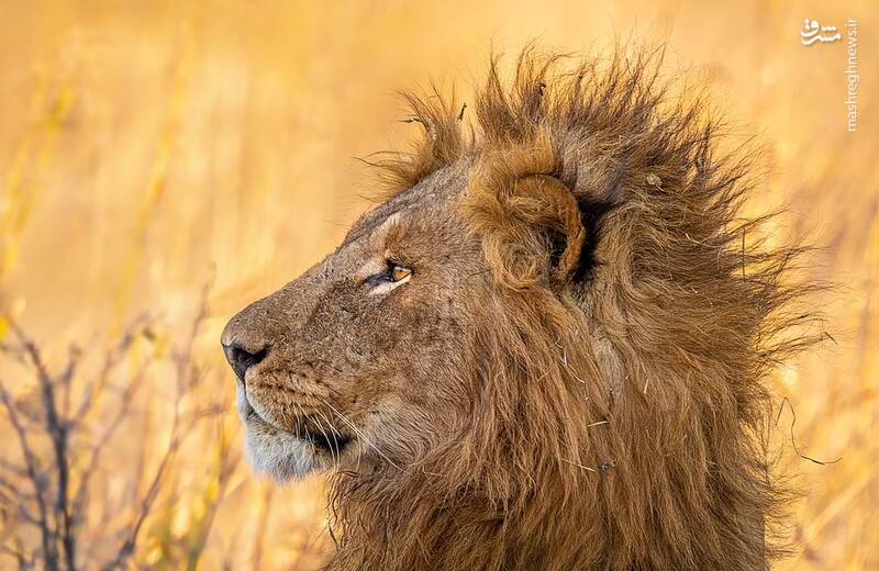 عکس پرتره از نیم رخ یک شیر در حیات وحش بوتسوانا