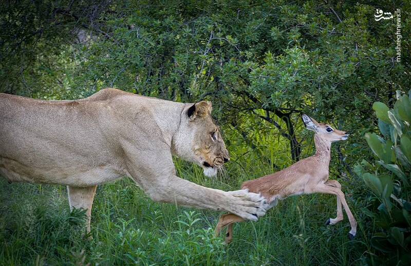 تلاش شیر ماده برای شکار یک آهو در حیات وحش بوتسوانا