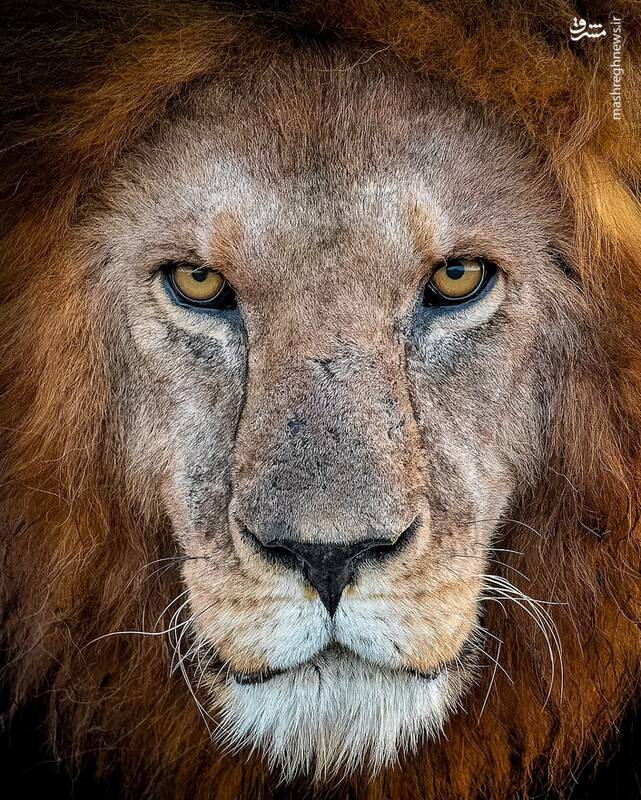 پرتره زیبا از چهره با جذبه یک شیر در حیات وحش تانزانیا