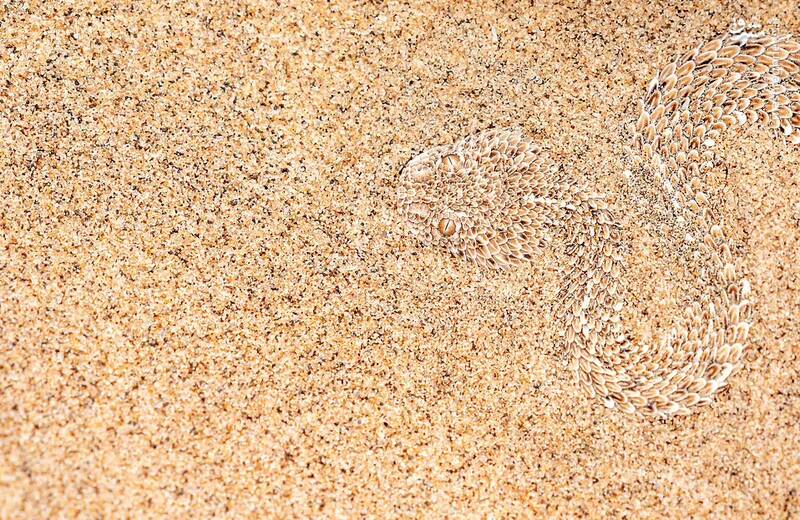 استتار زیبای یک مار افعی که عکاس می گوید که این خزنده کوچکترین افعی در آفریقا است که به طور متوسط تا 25 سانتی متر (10 اینچ) رشد می کند. وی با بیان اینکه زیستگاه آن مناطق بیابانی است که کاملا با آن سازگاری دارد، افزود: سم آن برای انسان کشنده نیست اما بهتر است مراقب باشید زیرا نیش باعث التهاب دردناک می شود.