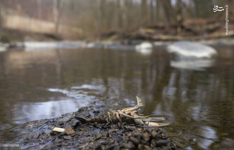 عکس/ پاکسازی محل انفجار قطار سمی اوهایو