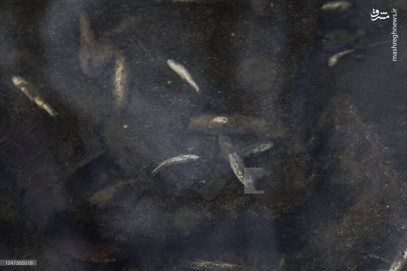 عکس/ پاکسازی محل انفجار قطار سمی اوهایو