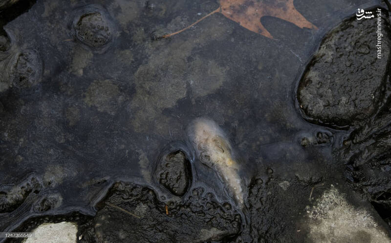 عکس/ پاکسازی محل انفجار قطار سمی اوهایو