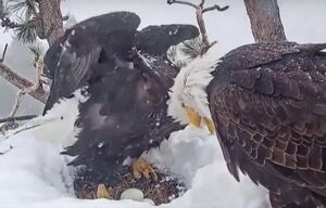 مراقبت عقاب‌های سرسفید از تخم‌ها در پی برف و بوران