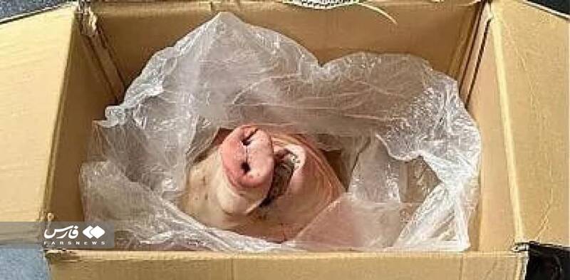 تهدید به مرگ در فوتبال ایتالیا با سر بریده خوک +عکس