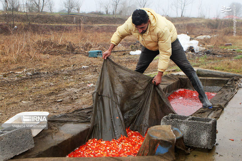 عکس/ ماهی قرمزِ عید