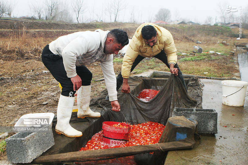 عکس/ ماهی قرمزِ عید