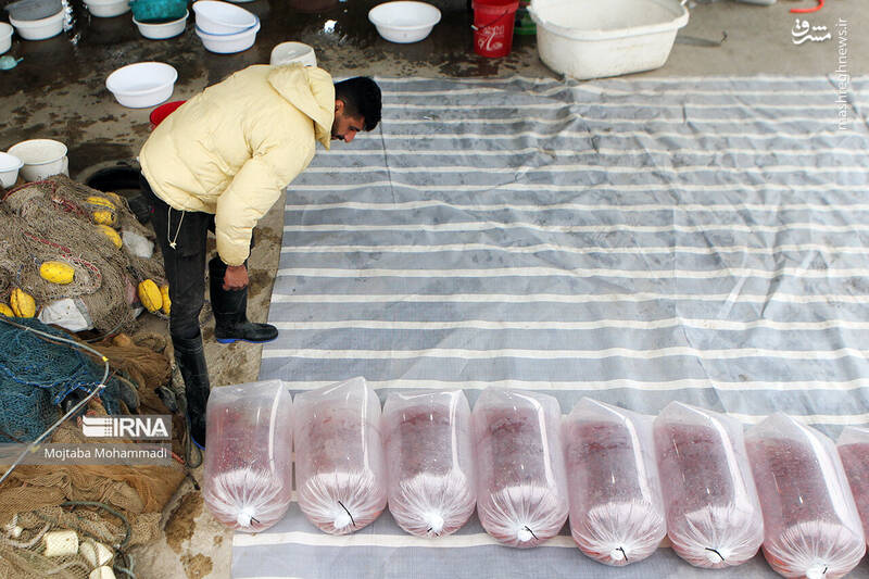 عکس/ ماهی قرمزِ عید