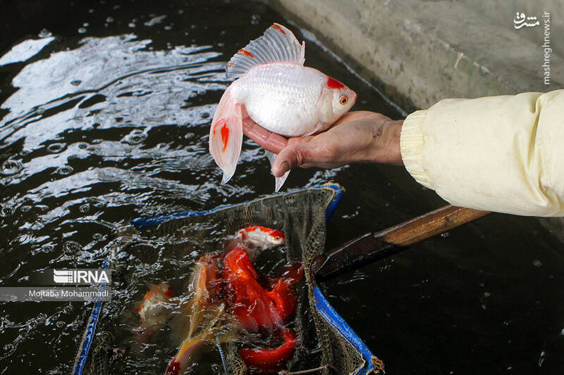 عکس/ ماهی قرمزِ عید