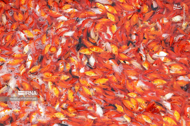 عکس/ ماهی قرمزِ عید