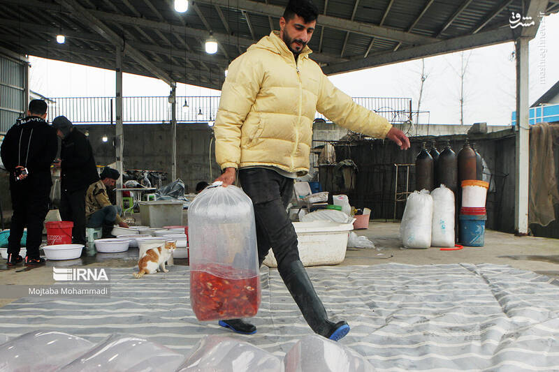 عکس/ ماهی قرمزِ عید