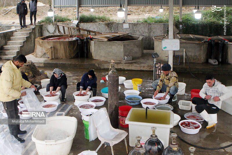 عکس/ ماهی قرمزِ عید