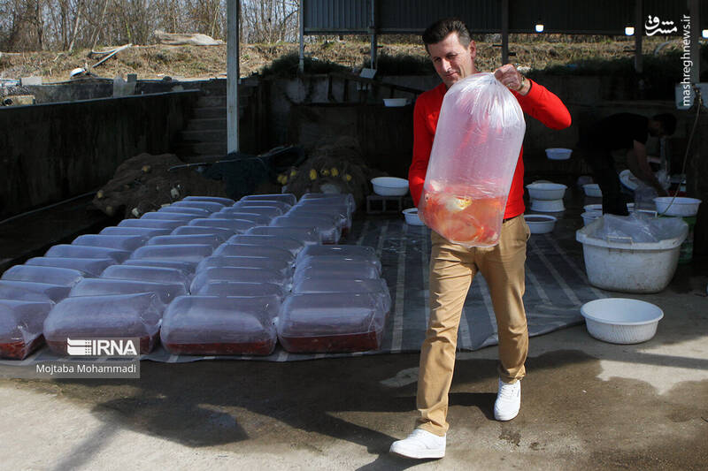 عکس/ ماهی قرمزِ عید