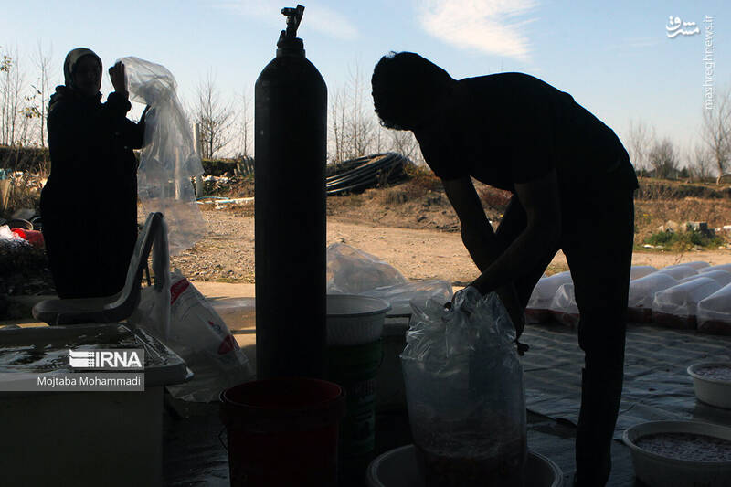 عکس/ ماهی قرمزِ عید