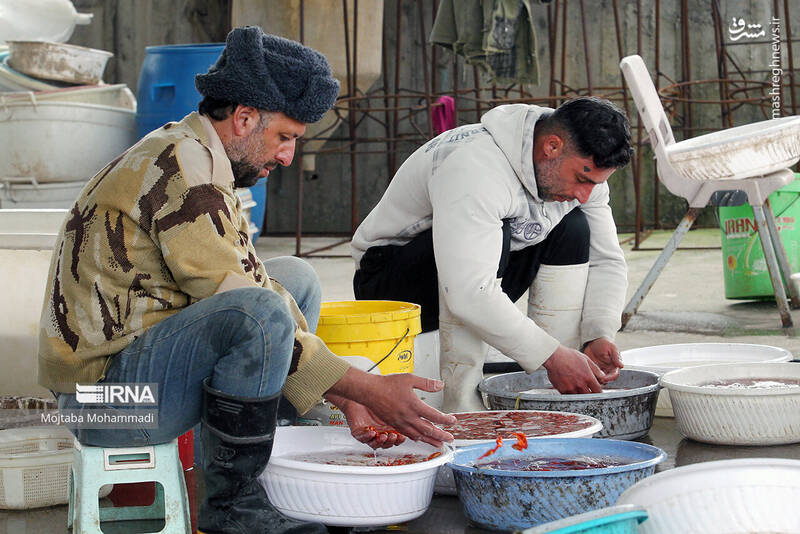 عکس/ ماهی قرمزِ عید