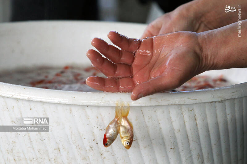 عکس/ ماهی قرمزِ عید