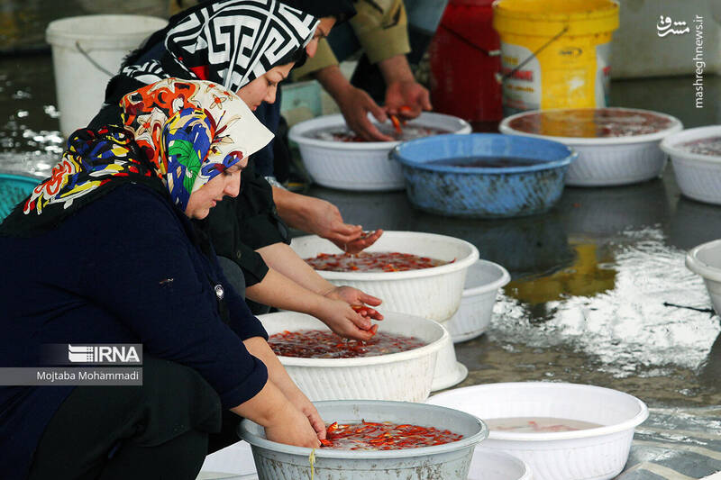 عکس/ ماهی قرمزِ عید