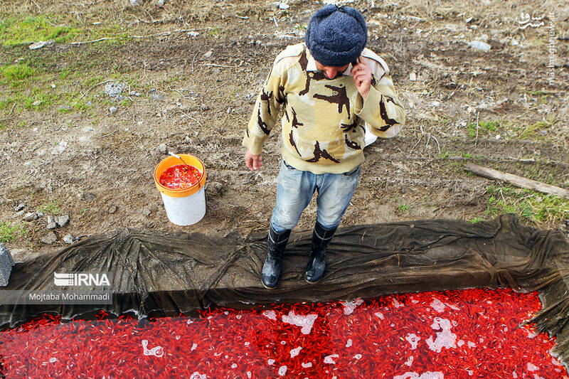 عکس/ ماهی قرمزِ عید