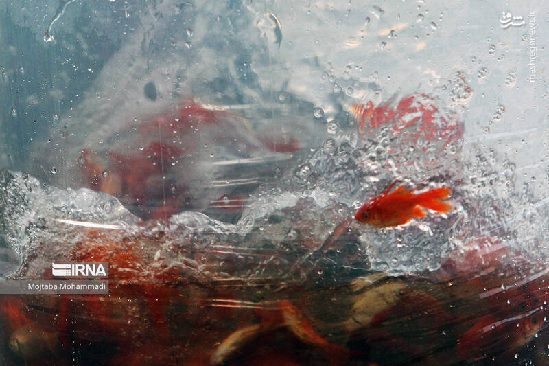 عکس/ ماهی قرمزِ عید