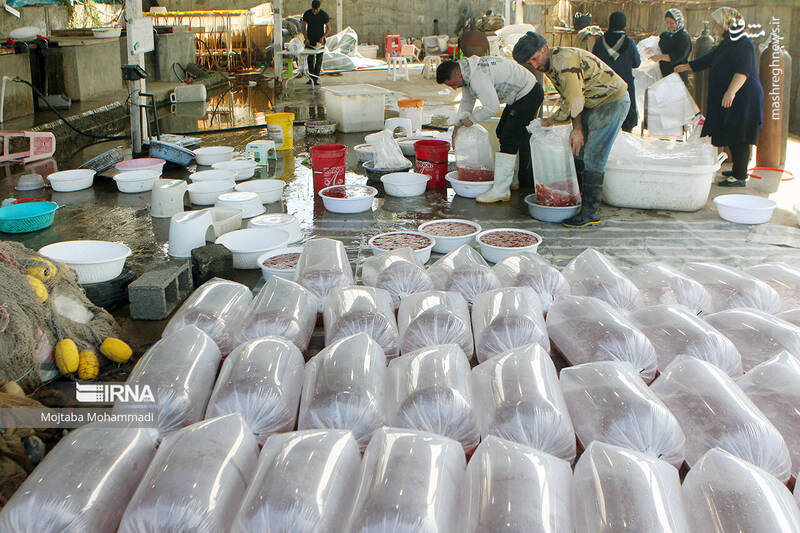 عکس/ ماهی قرمزِ عید