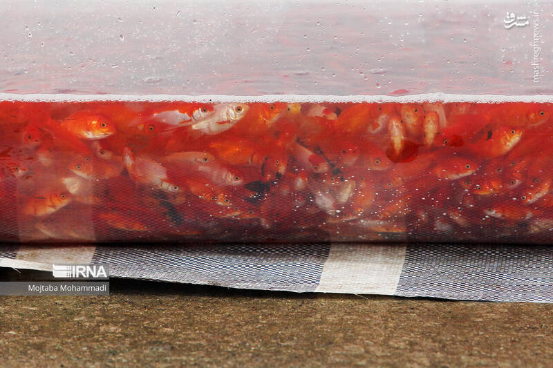 عکس/ ماهی قرمزِ عید