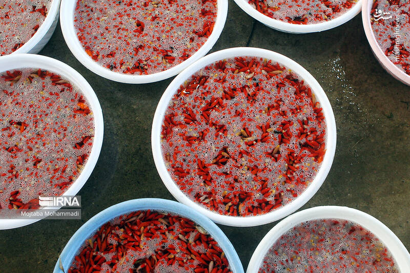 عکس/ ماهی قرمزِ عید