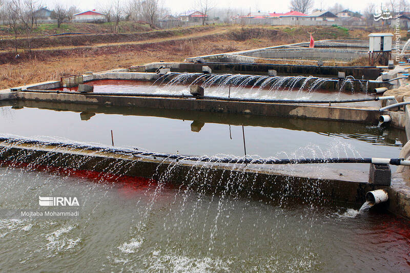 عکس/ ماهی قرمزِ عید