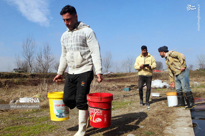 عکس/ ماهی قرمزِ عید