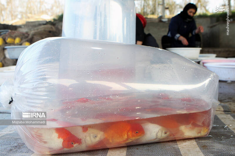 عکس/ ماهی قرمزِ عید