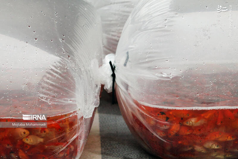 عکس/ ماهی قرمزِ عید