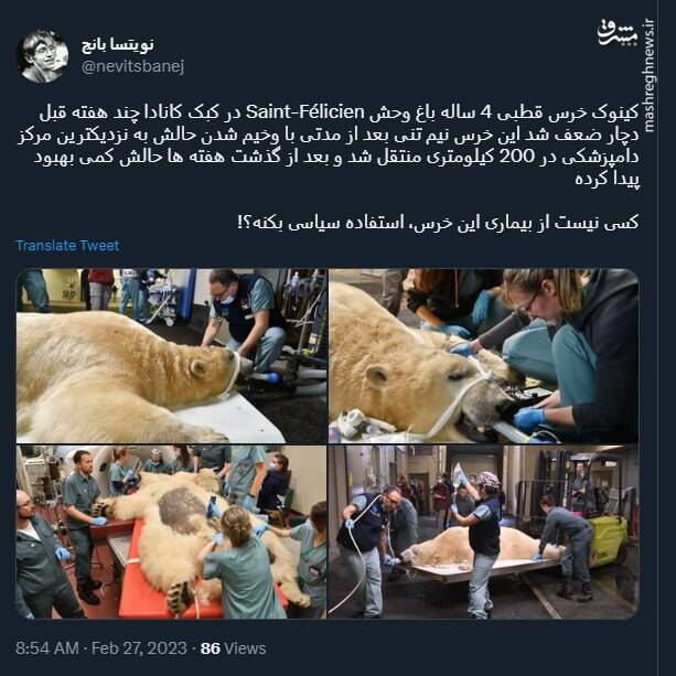 کسی نیست از بیماری این خرس، استفاده سیاسی بکنه؟!+ عکس